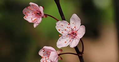 白洋淀進入治污與生態(tài)修復并重新階段