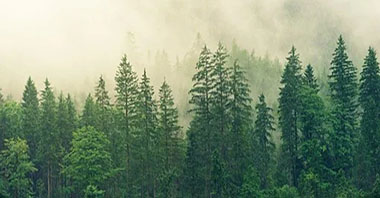 生態(tài)環(huán)境損害賠償金誰來管合適？