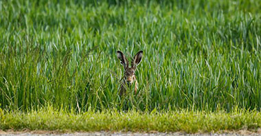 讓黃河成為造福人民的幸福河